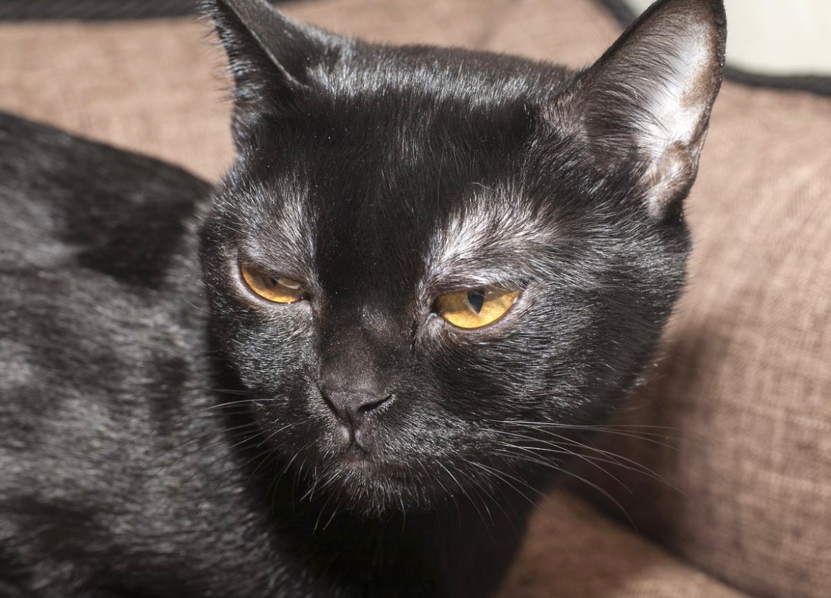 BLACK ZCAT artwork
